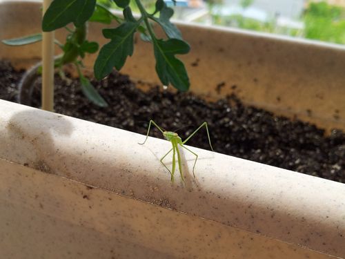130607カマキリ02 130607カマキリ02