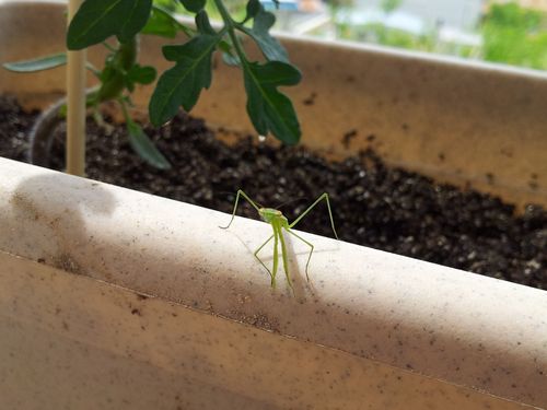 130607カマキリ02