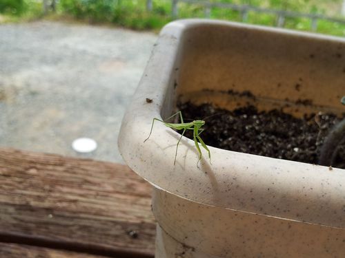 130607カマキリ01 130607カマキリ01