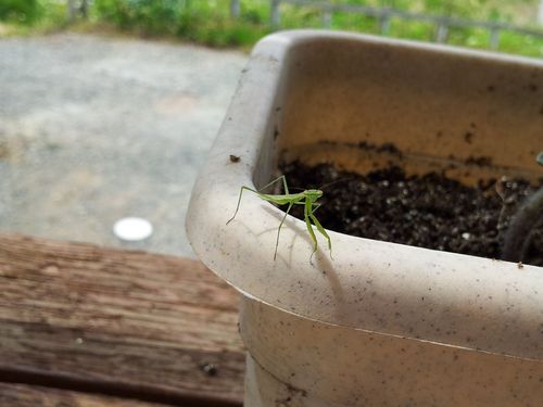 130607カマキリ01