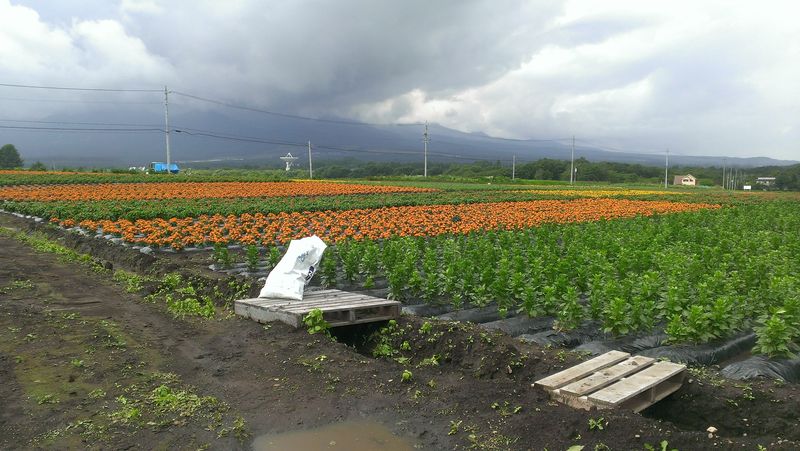 140721花野辺花 (5)