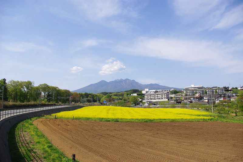 150501_菜の花とやつがたけ