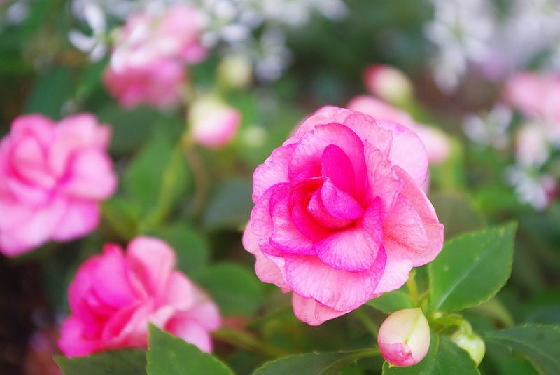 150702_花壇バラ 150702_花壇バラ