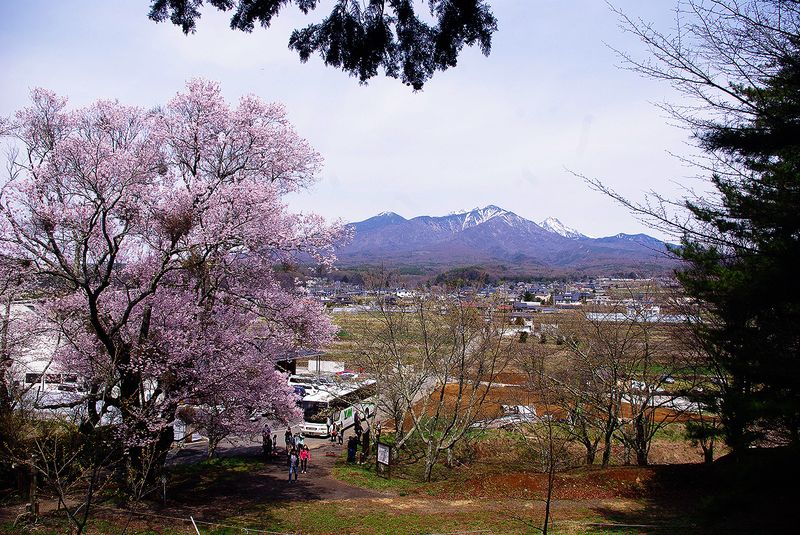 150412_谷戸城桜_八ヶ岳