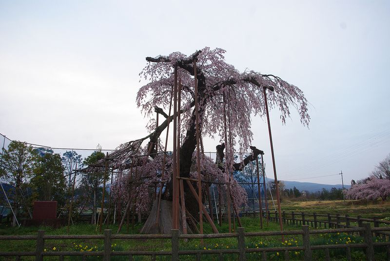 150418_神田桜