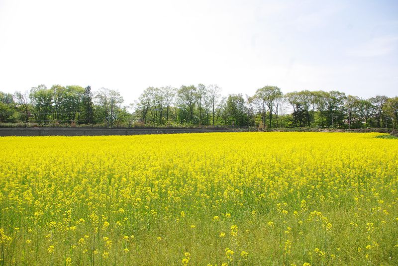 150501_菜の花