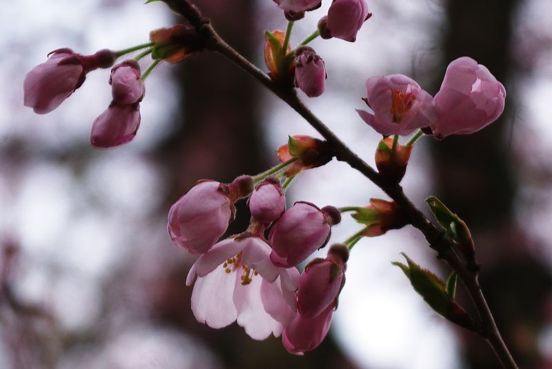 150406_谷戸城桜