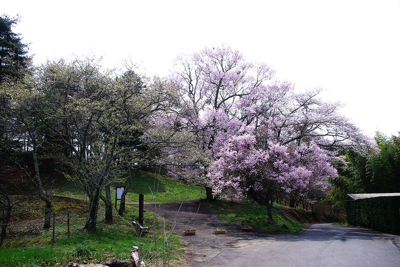 150412_谷戸城桜