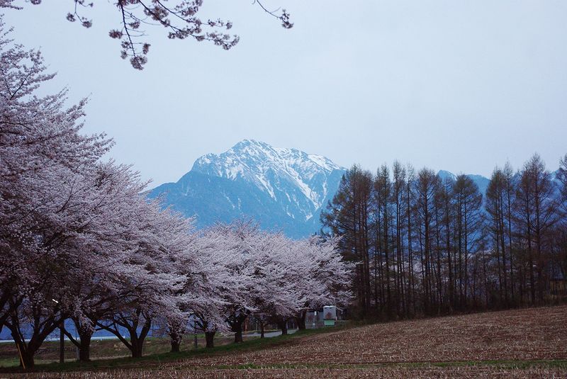 150418_桜